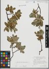 Foto von Salix hastata L.